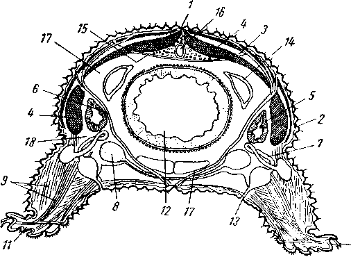 Peripatoides novae — zelandiae, поперечный срез через туловище