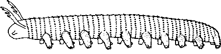 Aysheaia pedunculata (реставрация)