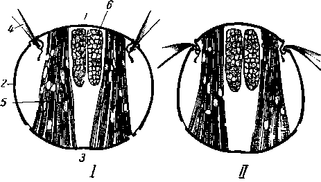 Поперечный разрез грудного сегмента насекомого, схема Поперечный разрез грудного сегмента насекомого, схема