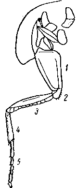 Передняя ножка таракана склериты переднегруди и шейки