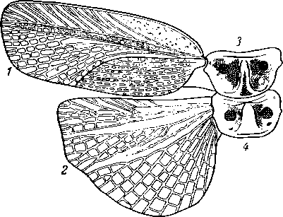 Крылья левой стороны черного таракана