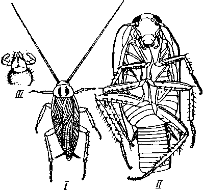 Blattella germanica (прусак)