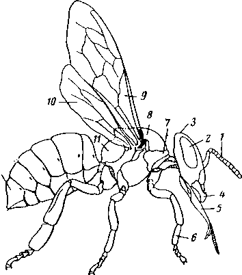 Apis mellifera