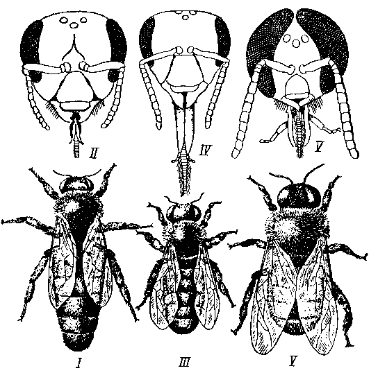 Apis mellifera
