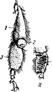 Apis mellifera