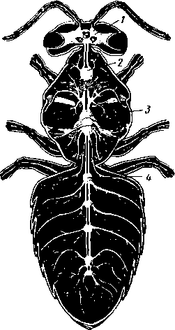 Нервная система Apis mellifera