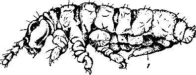 Achrutes