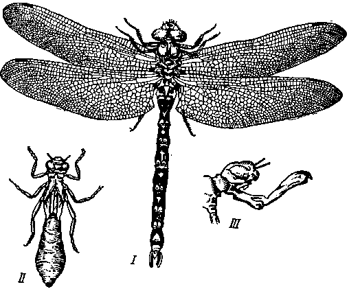 Aeschna