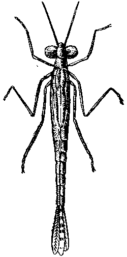 Личинка Agrion (Coenagrion)