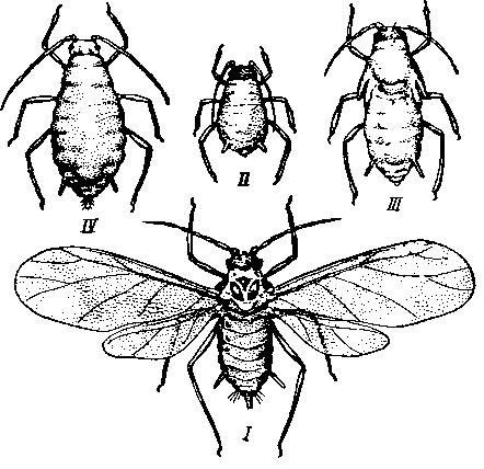 Злаковая тля Toxoptera graminis