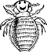 Trichodectes latus