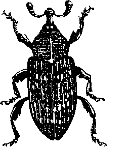 Долгоносик Hylobius abietis