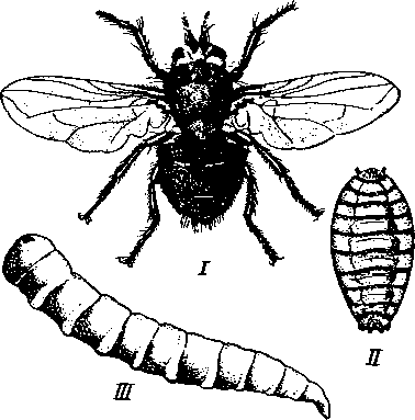 Мясная муха (Calliphora erythrocephala)