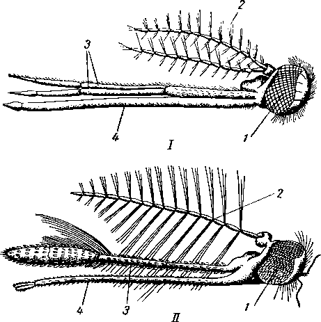 Голова самки (I) и самца (II) Anopheles Голова самки (I) и самца (II) Anopheles