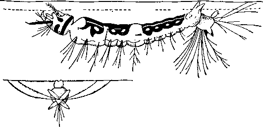 Личинка комара Anopheles