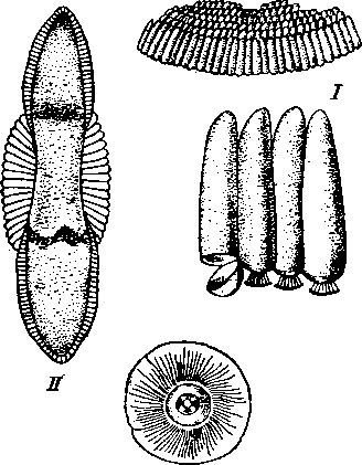 Кладка и яйца Culex (I) и Anopheles (II) Кладка и яйца Culex (I) и Anopheles (II)