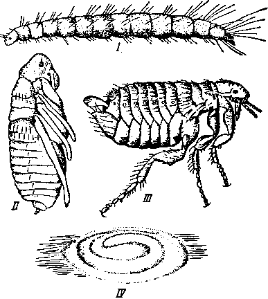 Ctenocephalus canis (превращение)