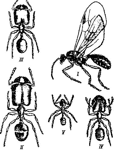 Муравей Pheidole instabilis Муравей Pheidole instabilis