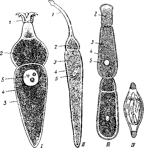 Различные формы грегарин