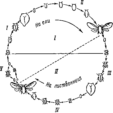 Chermes viridis, цикл поколений и развитие