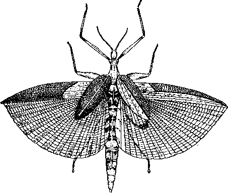 Tropidoderus childreni