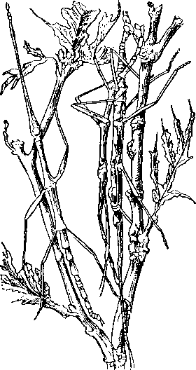 Diapheromera femorata