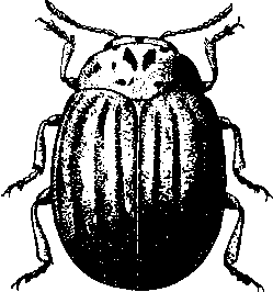 Колорадский картофельный жук (Leptinotarsa decemlineata)