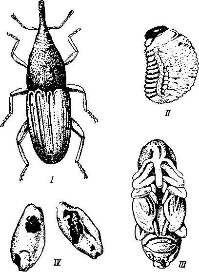Амбарный долгоносик Calandra granaria