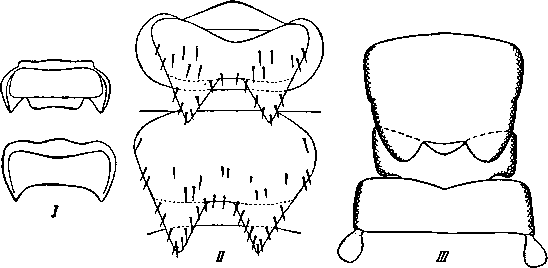Спинки Tracheata