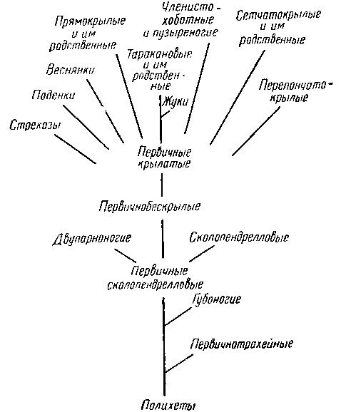 Схема филогенетического развития Tracheata