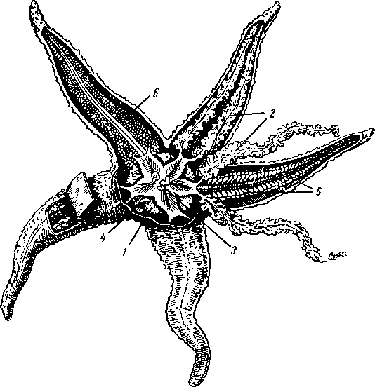 Вскрытая морская звезда Asterias rubens 