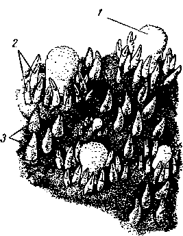 Участок кожи Asterias rubens при большом увеличении