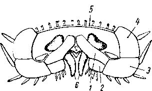 Скелет луча морской звезды
