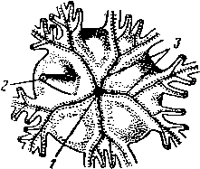 Чашечка морской лилии сверху