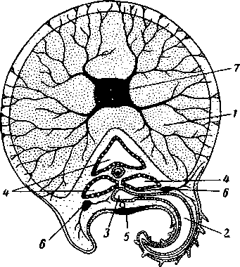 Схематический поперечный разрез через руку морской лилии