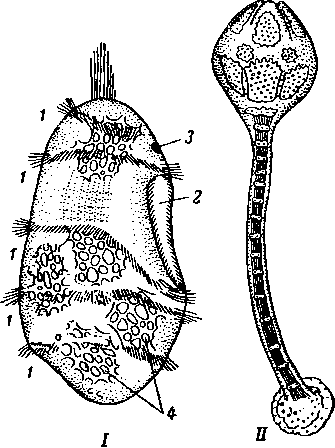 Развитие морской лилии