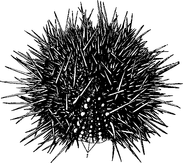 Морской еж Strongylocentrotus droebachiensis