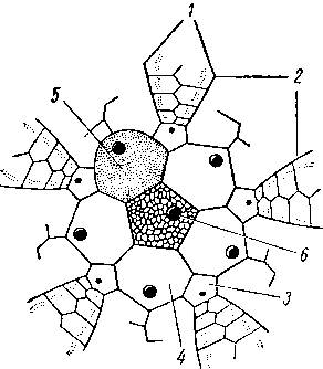 Аборальная часть панциря морского ежа
