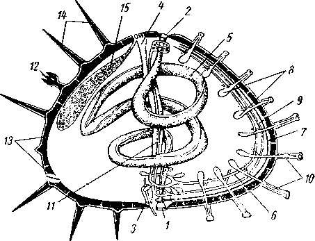 Схема строения морского ежа
