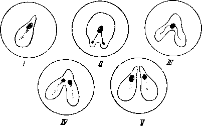 Babesia canis (схематично)