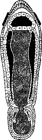 Схема развития Siboglinum Схема развития Siboglinum