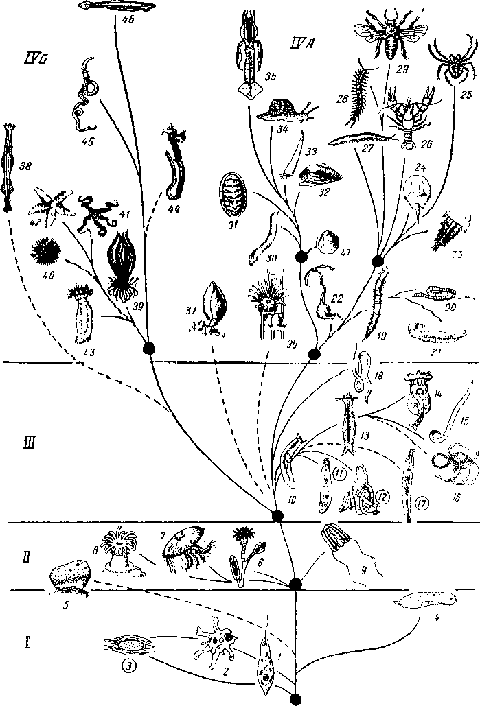  Пособие по теме Филогения беспозвоночных 