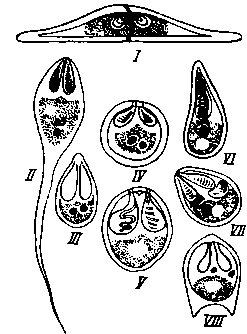 Споры различных миксоспоридий Споры различных миксоспоридий
