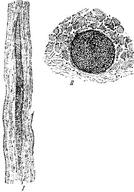 Sarcocystis lindemannii из гортани