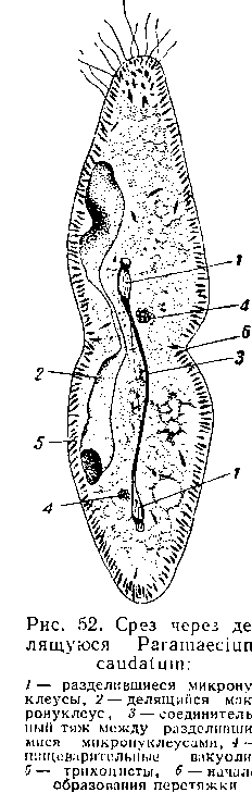 Конъюгация у Paramaecium caudaturn (схема)