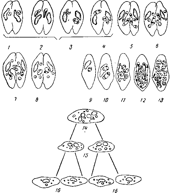 Конъюгация у Paramaecium caudaturn (схема)