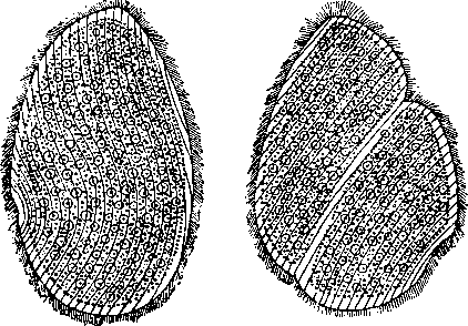 Opalina ranarum Opalina ranarum