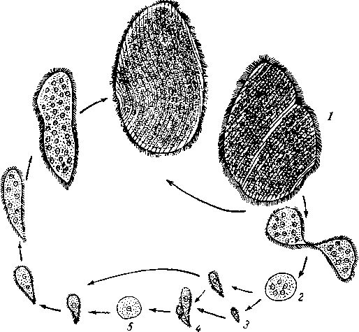 Цикл Opalina ranarum