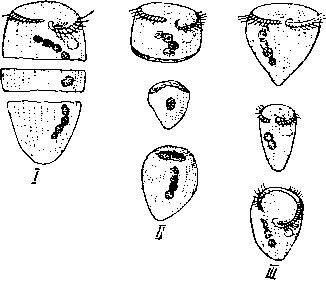 Регенерация Stentor coeruleus
