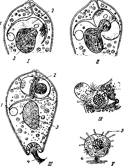 Образование бродяжки сосущей инфузории Tocophrya